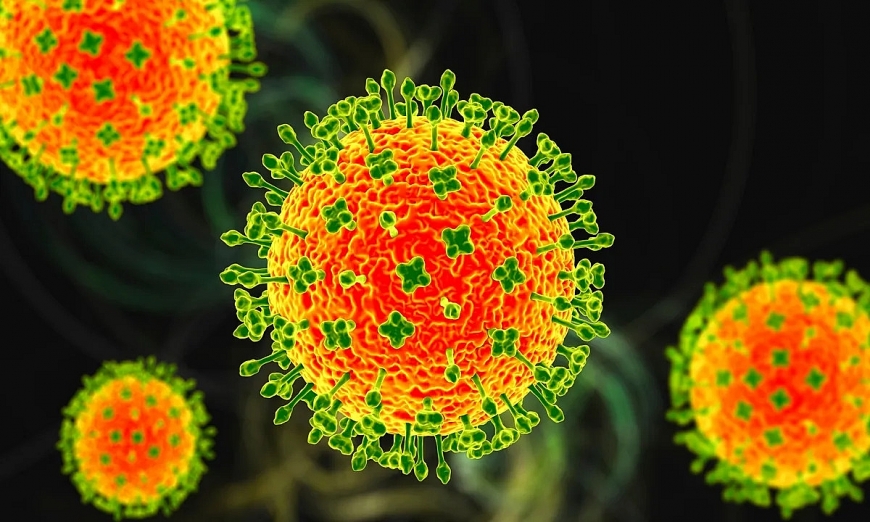 Virus Nipah có tỷ lệ tử vong cao: Bộ Y tế khuyến cáo người dân không chủ quan