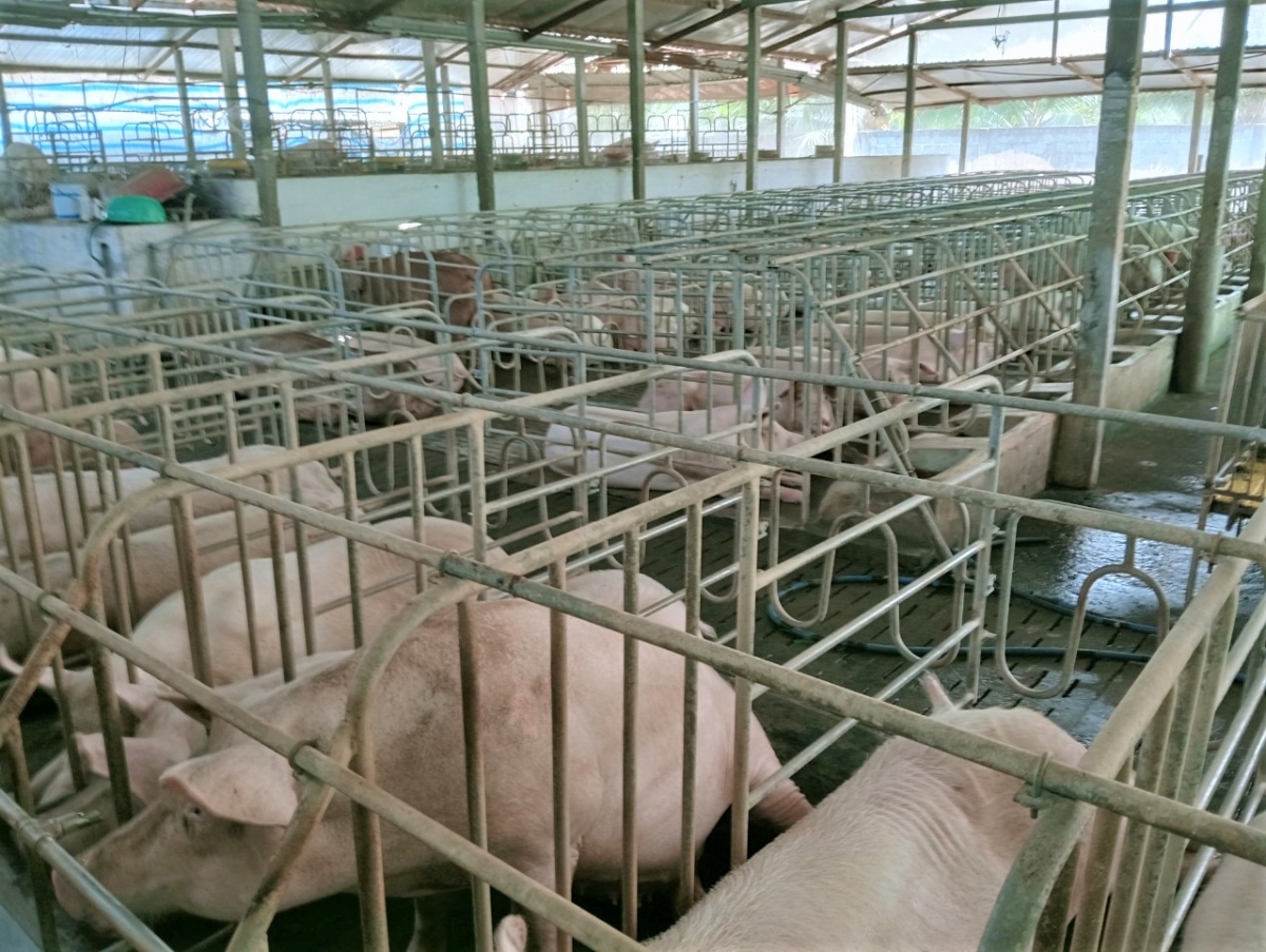 Không gian chuồng trại của gia đình ông Cao Văn Hoàng Không gian chuồng trại của gia đình ông Cao Văn Hoàng