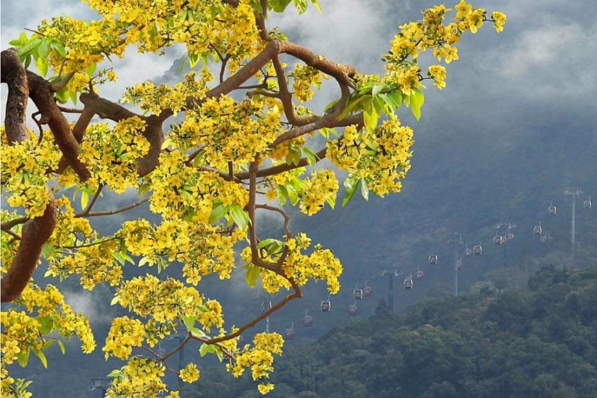    Cáp treo phục vụ du khách tham quan, vãn cảnh và chiêm bái non thiêng Yên Tử. 
