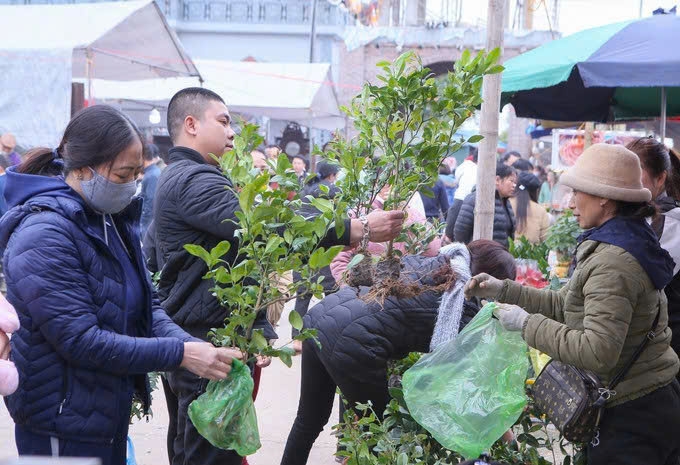 Người dân đi Chợ Viềng thương mua cây lấy lộc đầu năm Người dân đi Chợ Viềng thương mua cây lấy lộc đầu năm