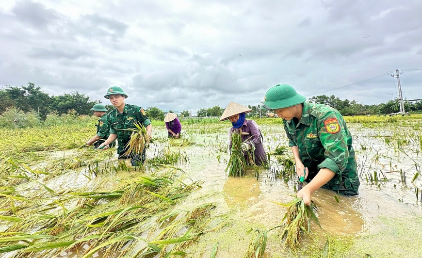 Cán bộ, chiến sỹ Trung tâm Huấn luyện bộ đội biên phòng xuống đồng giúp dân gặt lúa 