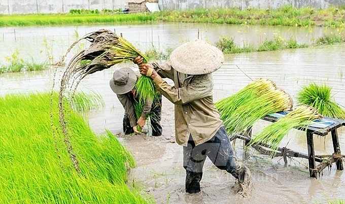 Canh tác lúa không sử dụng phân bón, thuốc hóa học vẫn cho hiệu quả tốt. Canh tác lúa không sử dụng phân bón, thuốc hóa học vẫn cho hiệu quả tốt.