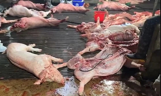 Cán bộ thú y “bảo kê” đưa hơn 300 tấn thịt lợn nhiễm dịch tả châu Phi vào chợ, bếp ăn trường học khởi tố 8 bị can trong đường dây giết mổ