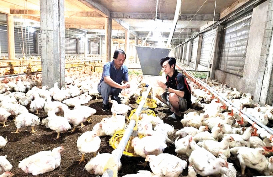Ông Lê Văn Quyết kiểm tra các điều kiện nhiệt độ, độ ẩm, độ gió... trong trại gà. Ông Lê Văn Quyết kiểm tra các điều kiện nhiệt độ, độ ẩm, độ gió... trong trại gà.