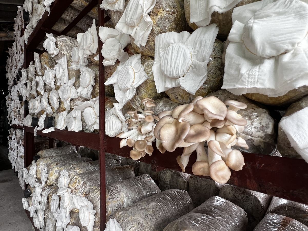 Hiện tại, anh đang duy trì khoảng 40 vạn túi phôi trồng nấm sò trắng và nâu Hiện tại, anh đang duy trì khoảng 40 vạn túi phôi trồng nấm sò trắng và nâu