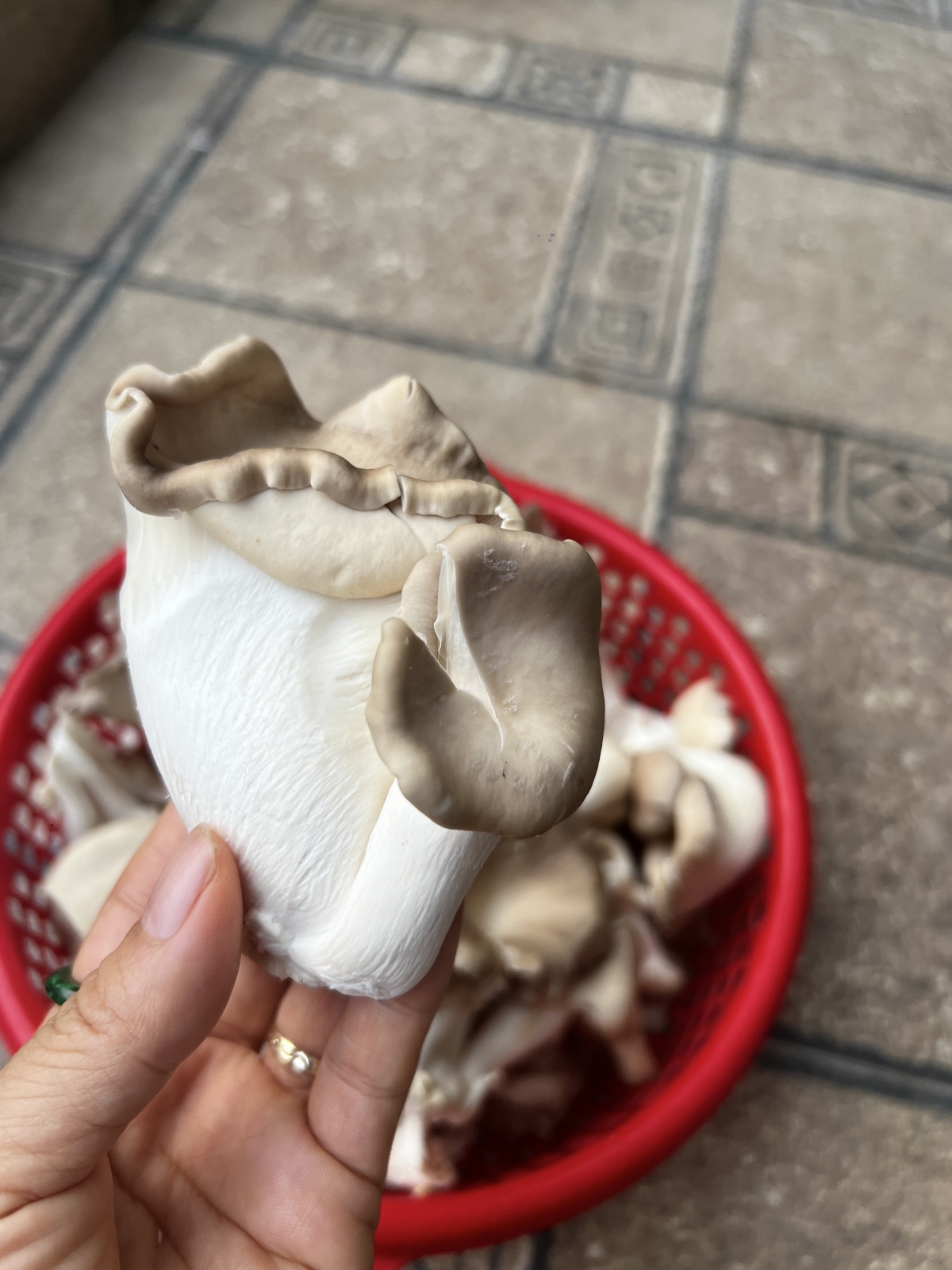 Nấm sò là một thực phẩm bổ dưỡng, an toàn, dễ chế biến Nấm sò là một thực phẩm bổ dưỡng, an toàn, dễ chế biến