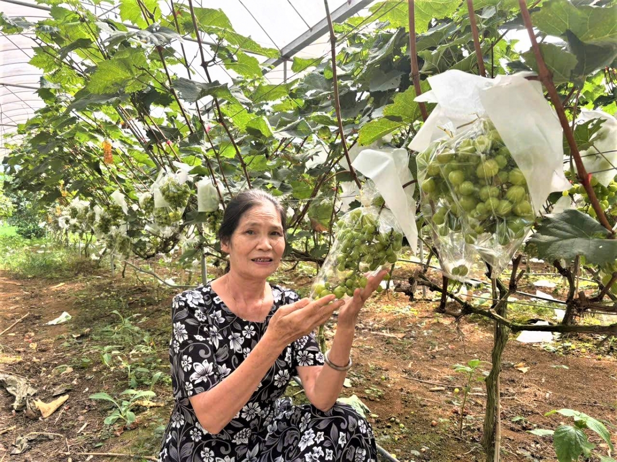 Bà Sa Thị Dịp thường xuyên học tập, áp dụng tiến bộ khoa học kỹ thuật mới vào sản xuất, kinh doanh Bà Sa Thị Dịp thường xuyên học tập, áp dụng tiến bộ khoa học kỹ thuật mới vào sản xuất, kinh doanh