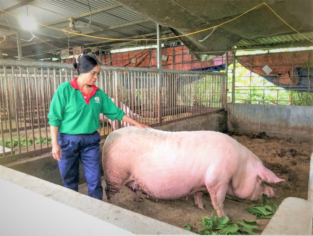 Bà Trần Thị Huệ áp dụng mô hình chăn nuôi trên nền đệm lót sinh học vừa bảo vệ môi trường vừa cho hiệu quả kinh tế cao Bà Trần Thị Huệ áp dụng mô hình chăn nuôi trên nền đệm lót sinh học vừa bảo vệ môi trường vừa cho hiệu quả kinh tế cao