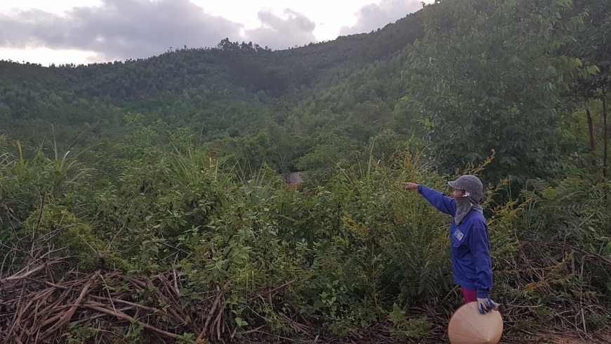 Một góc khu đất rừng liên quan đến ông Bích và bà Ngọ