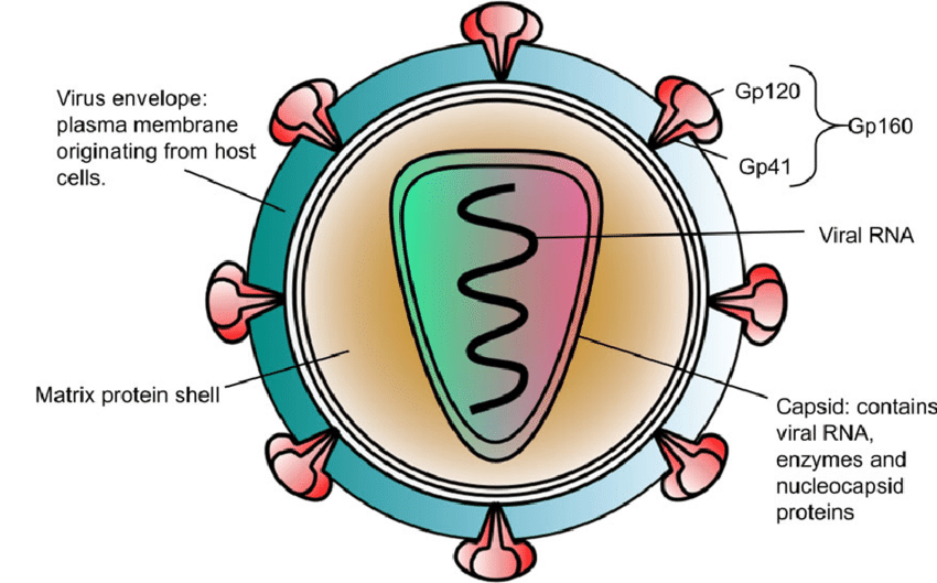 Minh hoạ về chủng virus HIV-1. Minh hoạ về chủng virus HIV-1.