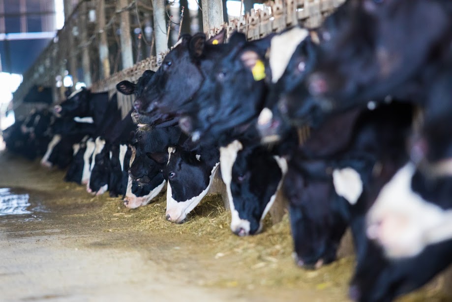 B&ograve; A2