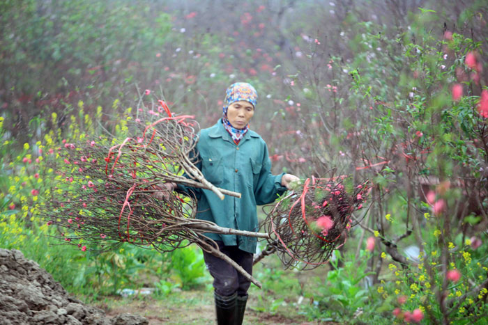 Người trồng đào “đánh bạc” với ông trời