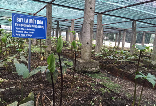Dự &aacute;n bảo tồn, nghi&ecirc;n cứu thảo dược Việt tại Mường Lống (Kỳ Sơn, Nghệ An) sẽ tạo điểm nhấn cho tổ hợp với m&ocirc; h&igrave;nh điều dưỡng Đ&ocirc;ng T&acirc;y y kết hợp.