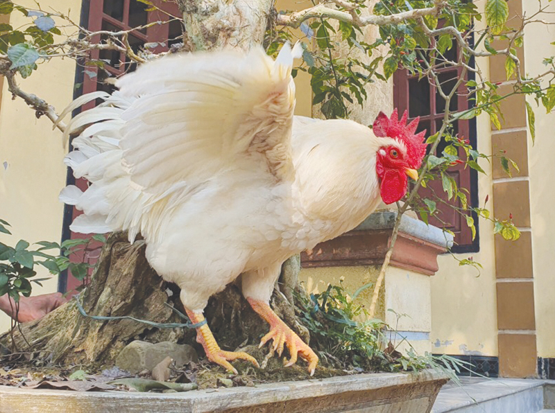 G&agrave; 9 cựa