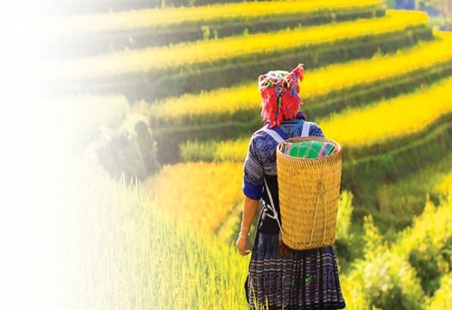 Có một mùa vàng...