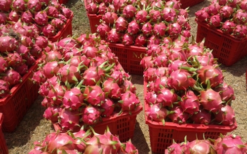 Thông quan thuận lợi, giá thanh long tăng trở lại