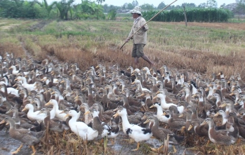 Trà Vinh: Tiêu hủy gần 1000 con gia cầm cúm A/H5N1