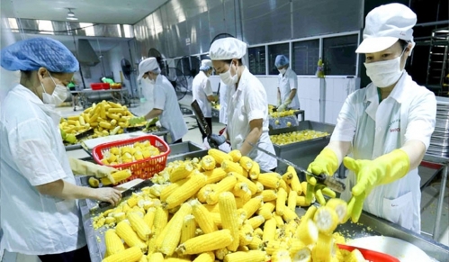 Chế biến nông sản sâu để  chủ động với thị trường toàn cầu