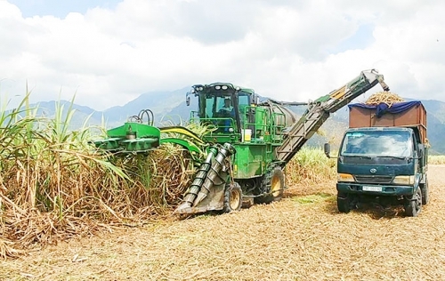 Phát triển ngành mía đường tương xứng với tiềm năng