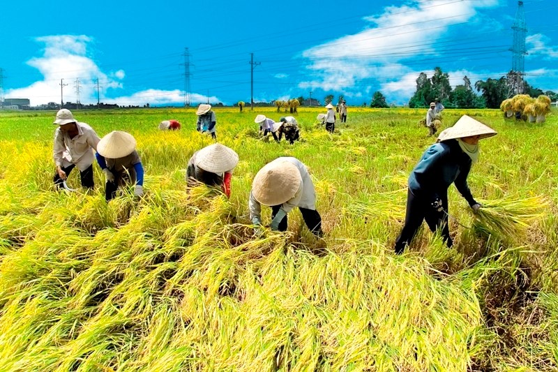 Bảo đảm an ninh lương thực trong bất cứ hoàn cảnh nào