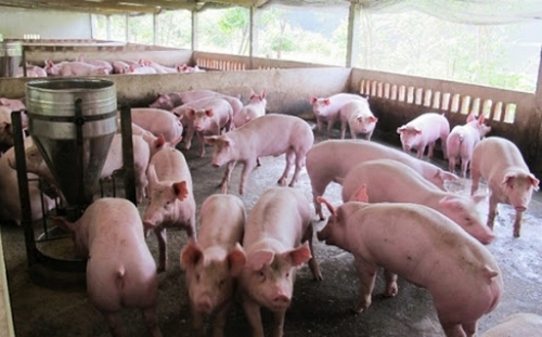 Từ 1/4, giá thịt lợn hơi sẽ xuống 70.000 đồng/kg