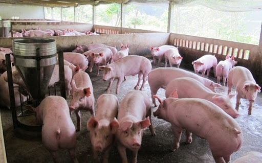 Từ 1/4, gi&aacute; thịt lợn hơi sẽ xuống 70.000 đồng/kg