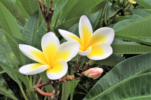 Nụ hôn đầu…