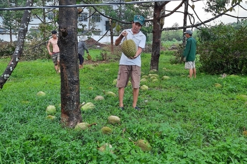 Mưa lớn kèm lốc xoáy khiến hàng trăm gốc cây ăn quả gãy đổ, nhiều nhà dân bị tốc mái