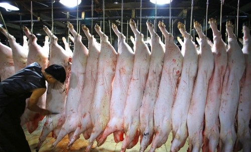 Miền Bắc sắp có nhà máy giết mổ lợn công suất lớn