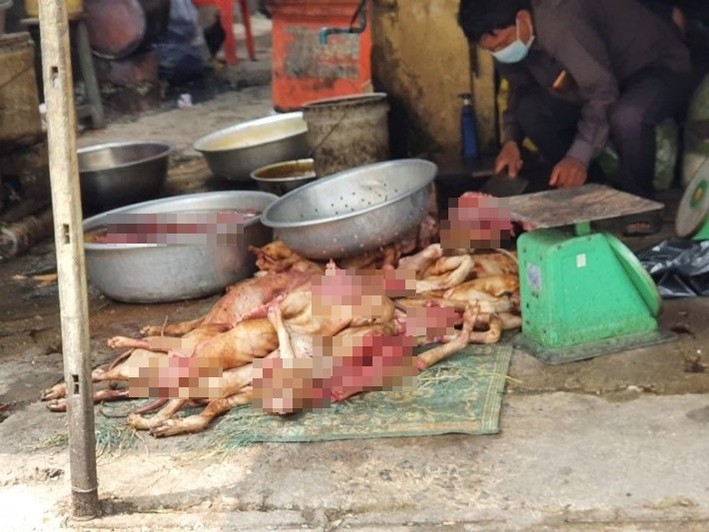 FOUR PAWS và ACPA đề nghị cấm giết mổ và tiêu thụ thịt chó, mèo