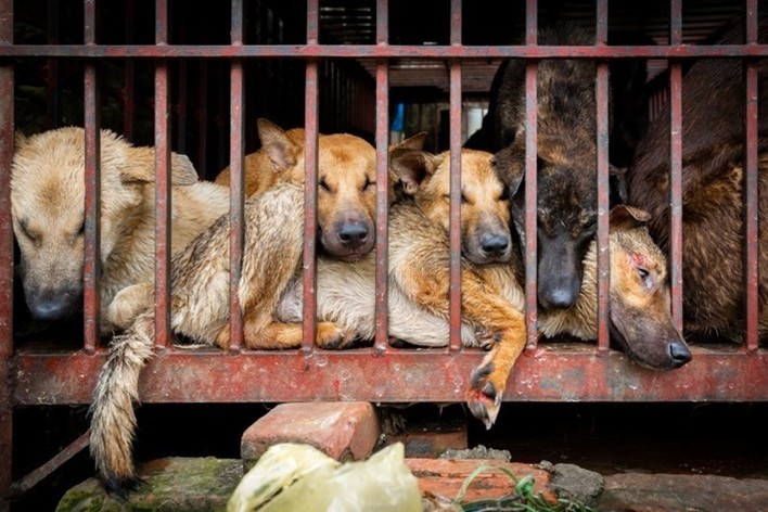 FOUR PAWS và ACPA đề nghị cấm giết mổ và tiêu thụ thịt chó, mèo