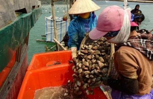 Nghề nuôi ngao hai cùi  ở Vân Đồn