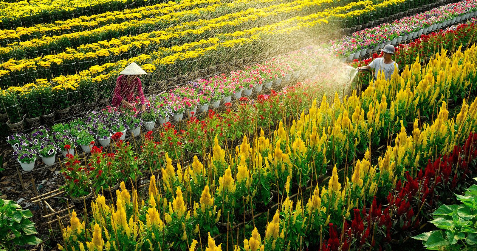 Ảnh 1: L&agrave;ng hoa cảnh rực rỡ l&agrave; một trong những yếu tố thu h&uacute;t du kh&aacute;ch đến với Sa Đ&eacute;c &ndash; Đồng Th&aacute;p