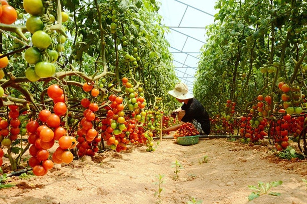 C&agrave; chua l&agrave; loại c&acirc;y trồng phổ biến ở Việt Nam.
