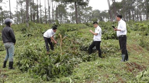 Tỉnh Lâm Đồng: Hệ lụy cho doanh nghiệp thuê đất rừng