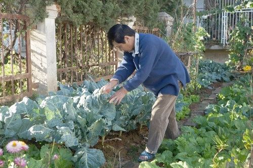 Chuyện từ những khoảnh vườn ở đô thị