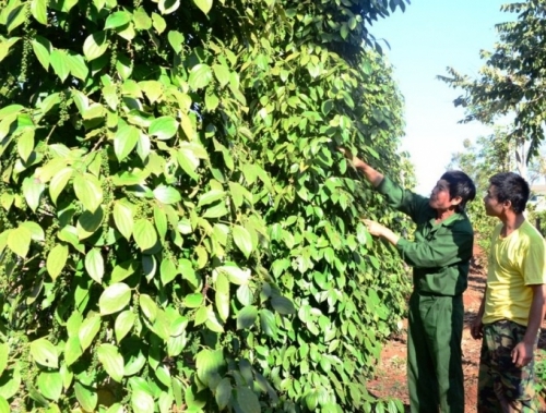 "Cho là được"