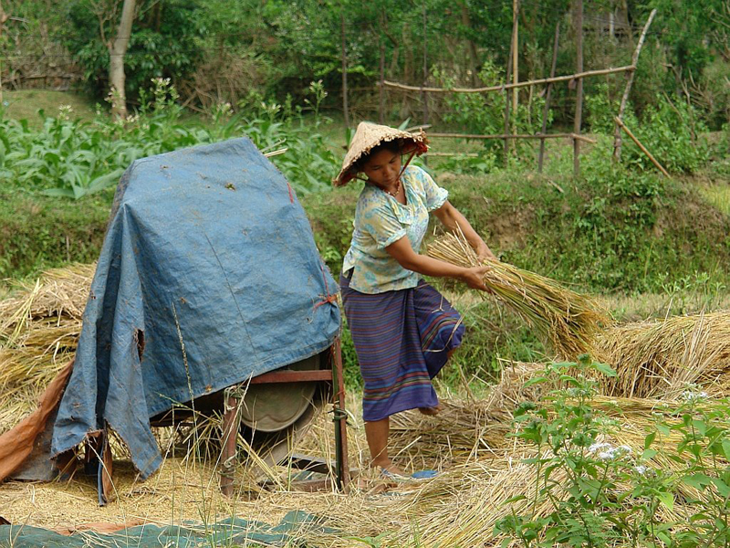 Phụ nữ V&acirc;n Kiều thu hoạch l&uacute;a rẫy.