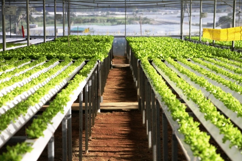 Agribank triển khai chương tr&igrave;nh t&iacute;n dụng ưu đ&atilde;i phục vụ &ldquo;N&ocirc;ng nghiệp sạch&rdquo; với mong muốn x&acirc;y dựng nền n&ocirc;ng nghiệp an to&agrave;n, ph&aacute;t triển bền vững