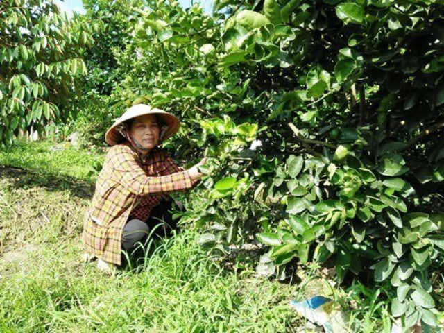 B&agrave; Huệ chăm s&oacute;c chanh kh&ocirc;ng hạt