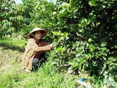 Bà Huệ “Chanh không hạt”