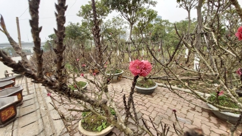 Đào Thất Thốn cổ Sapa ồ ạt xuống phố chờ đại gia rước về chơi Tết