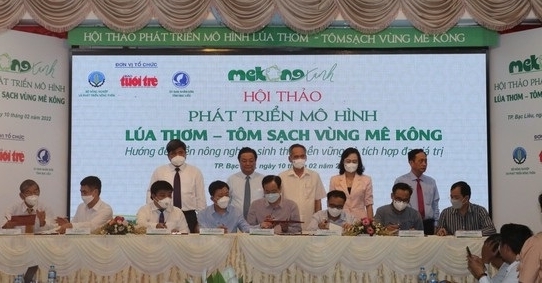 Phát triển mô hình lúa thơm - tôm sạch vùng Mê Kông