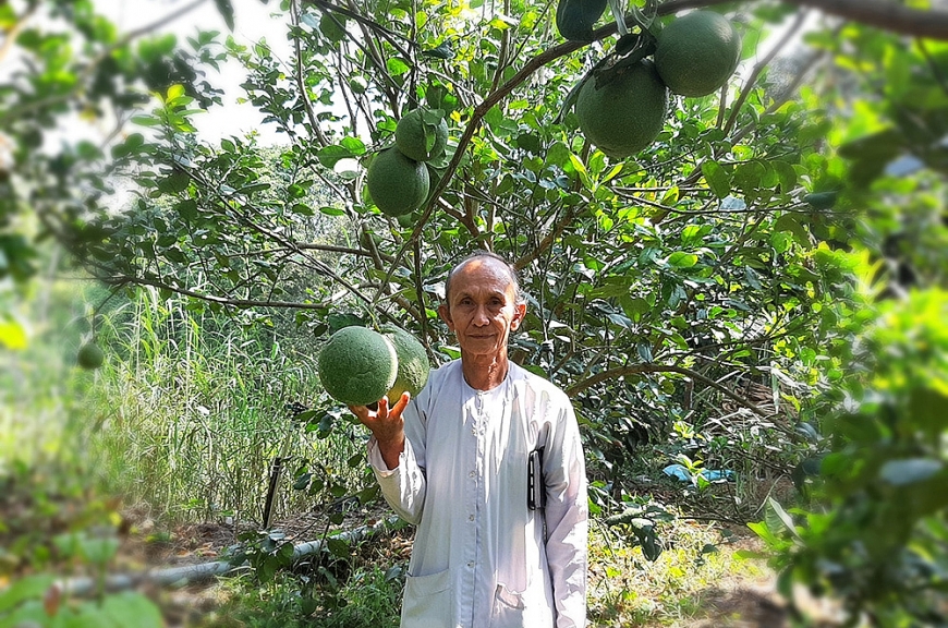 Ông Minh bên vườn cây ăn trái cho quả