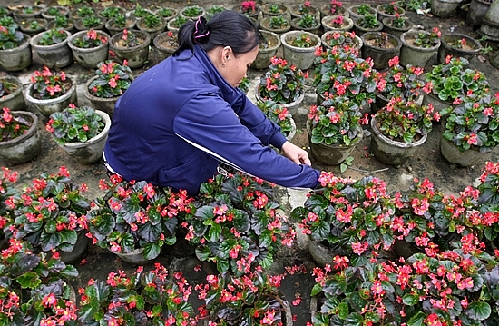 Nôn nao hoa Tết ở miền Trung Nôn nao hoa Tết ở miền Trung