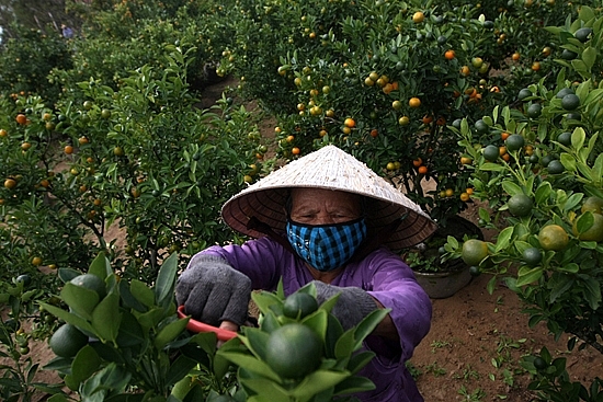 Đợt cắt tỉa cành quất cuối cùng của nông dân xã Tân An để nhường chất cho quả chín đều vào Tết Đợt cắt tỉa cành quất cuối cùng của nông dân xã Tân An để nhường chất cho quả chín đều vào Tết